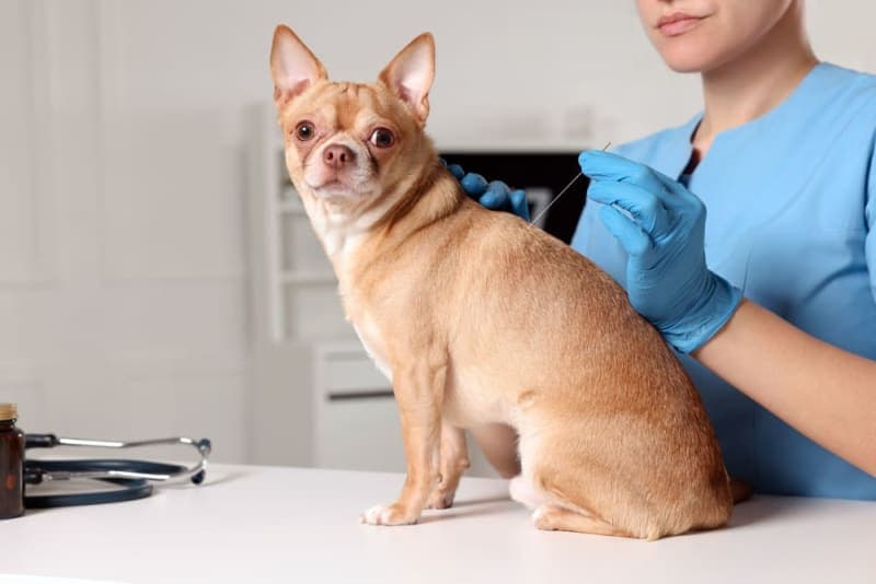 5 Health Benefits of Acupuncture for Dogs 5 Health Benefits of Acupuncture for Dogs