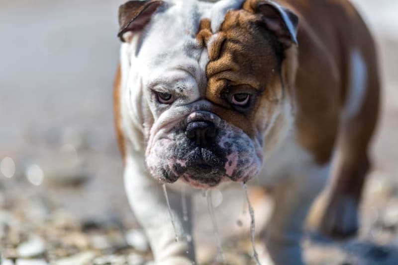 Drooling in Dogs: Why They Do it & What to Do Drooling in Dogs: Why They Do it & What to Do