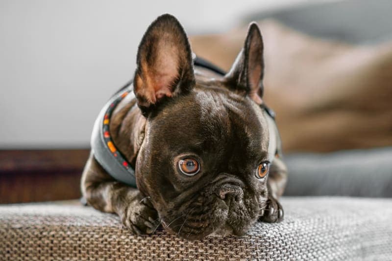 Leaving a Puppy Alone at Home for the First Time: How to Prepare? Leaving a Puppy Alone at Home for the First Time: How to Prepare?