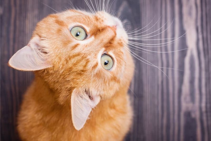 Why are my cat's ears warm? Why are my cat's ears warm?