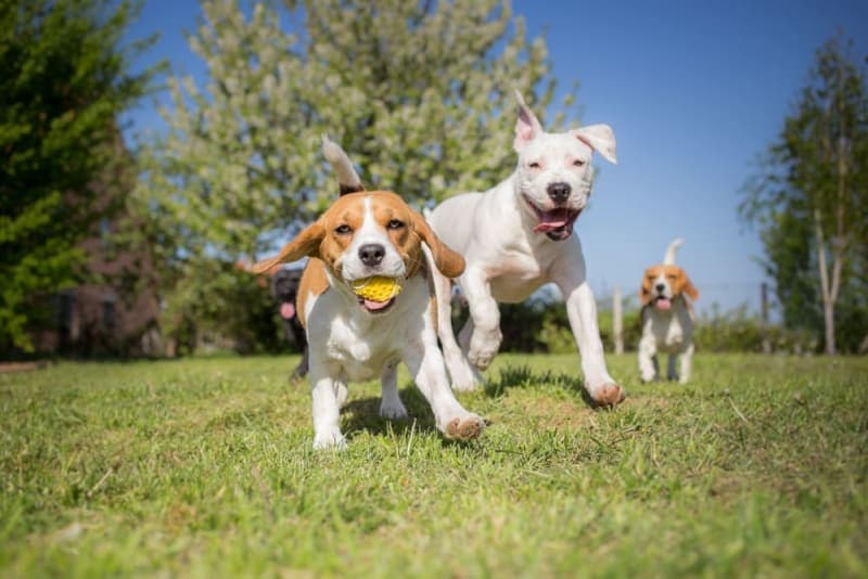 Why is playtime vital for dogs? Why is playtime vital for dogs?