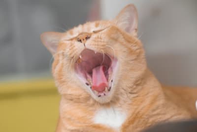 Why Does My Cat's Breath Smell Bad? Why Does My Cat's Breath Smell Bad?