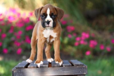 The Friendliest Dog Breeds The Friendliest Dog Breeds