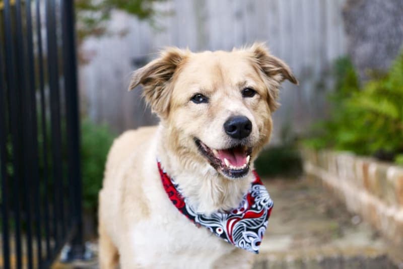 The Best Dog Breeds for Kids The Best Dog Breeds for Kids