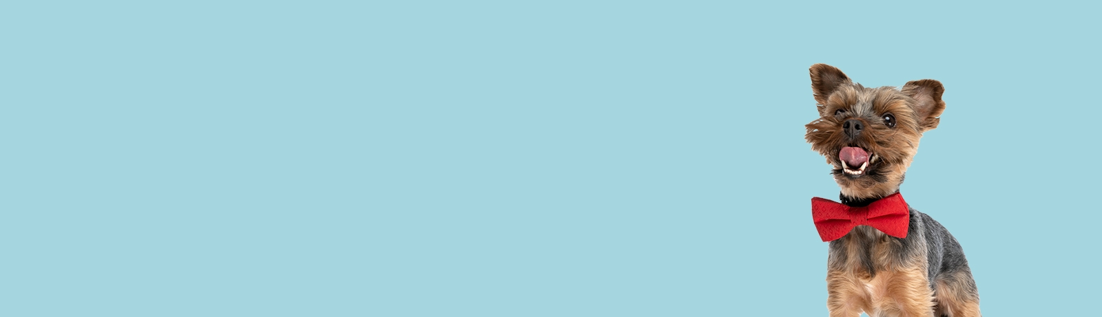 thomasville-veterinary-hospital-banner-3 thomasville-veterinary-hospital-banner-3