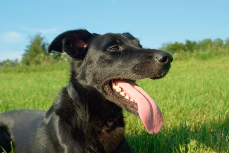 Pneumonia in Dogs Pneumonia in Dogs