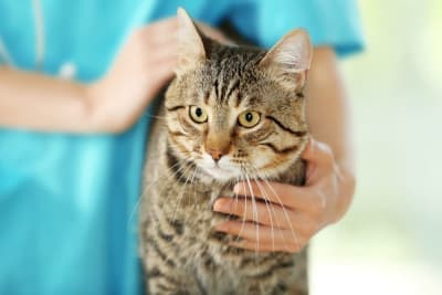 FVRCP Cat Vaccine: What Is It & How Much Does It Cost? FVRCP Cat Vaccine: What Is It & How Much Does It Cost?