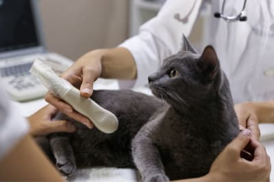 Ultrasound for Dogs & Cats: What Pet Owners Want to Know Ultrasound for Dogs & Cats: What Pet Owners Want to Know