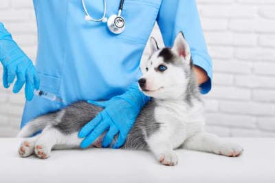 Dog Behavior Changes After Vaccination Dog Behavior Changes After Vaccination