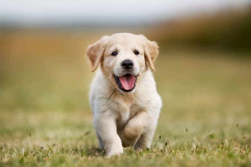 Parvovirus in Dogs Parvovirus in Dogs