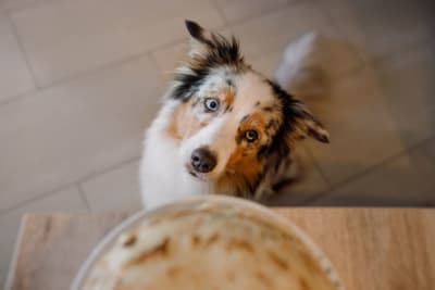 Toxic Dog Food List: What to Avoid for Your Pup's Health Toxic Dog Food List: What to Avoid for Your Pup's Health