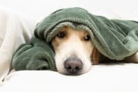Vomiting & Diarrhea in Pets That Won't Stop: Causes & What to Do Vomiting & Diarrhea in Pets That Won't Stop: Causes & What to Do