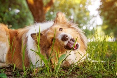 Dogs Eating Grass: Why Do They Do It - Is my Dog Poisoned? Dogs Eating Grass: Why Do They Do It - Is my Dog Poisoned?