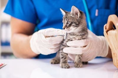 What is the FVRCP cat vaccine? What is the FVRCP cat vaccine?