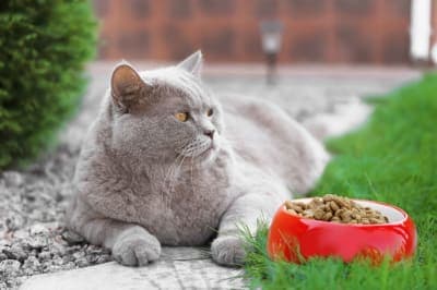 Why won't my cat eat? Why won't my cat eat?