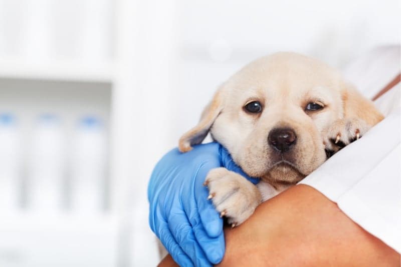 Puppy Vaccination Schedule Puppy Vaccination Schedule