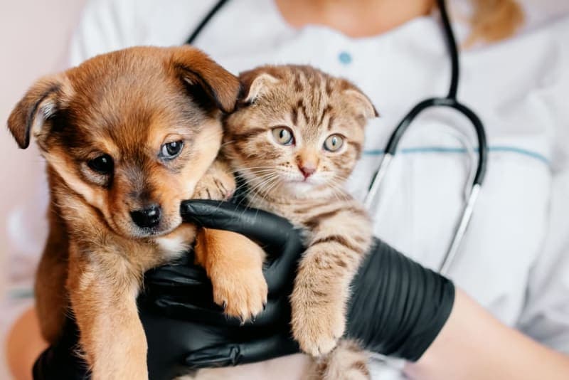 6 Benefits of Pet Wellness Plans For Dog & Cats 6 Benefits of Pet Wellness Plans For Dog & Cats