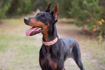 Common Signs of Heart Disease in Dogs Common Signs of Heart Disease in Dogs