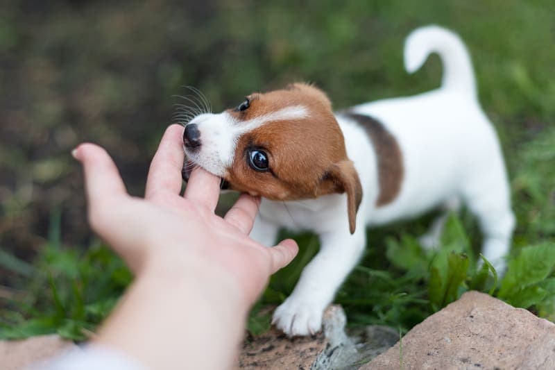 Puppy Teething Tips & Tricks Puppy Teething Tips & Tricks