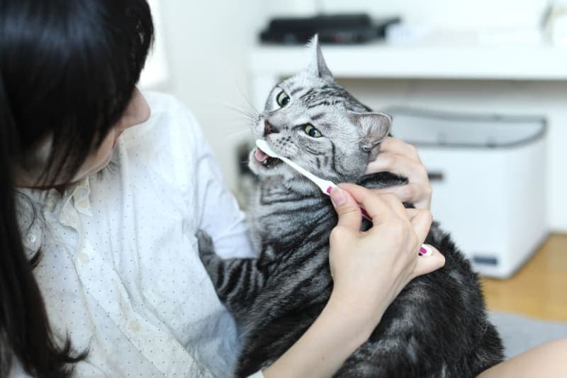 Why Does My Cat's Breath Smell Bad? Why Does My Cat's Breath Smell Bad?