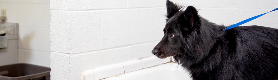 thomasville-veterinary-hospital-banner-3 thomasville-veterinary-hospital-banner-3