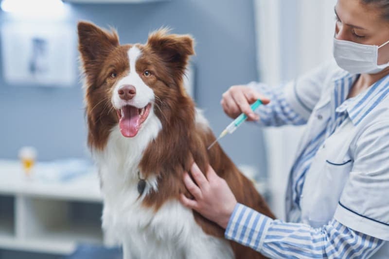 Dog Rabies Vaccine Schedule Dog Rabies Vaccine Schedule
