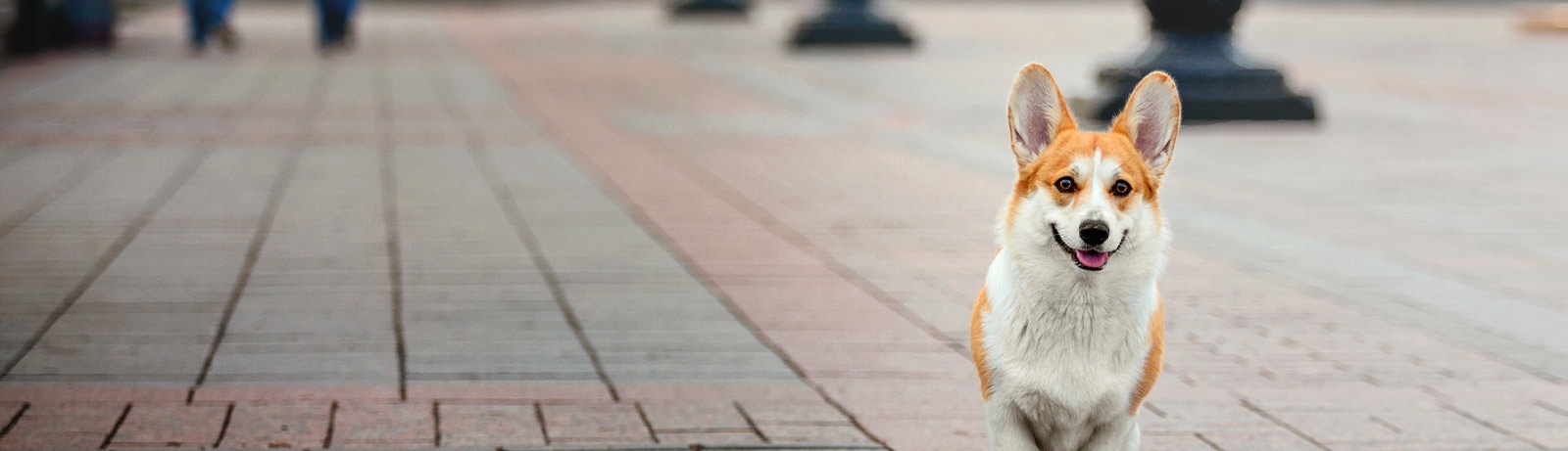 thomasville-veterinary-hospital-banner-3 thomasville-veterinary-hospital-banner-3