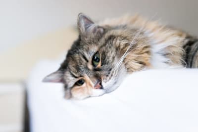 Anemia in Cats Anemia in Cats