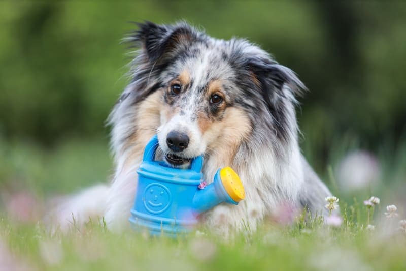 How often should you bathe your dog? How often should you bathe your dog?