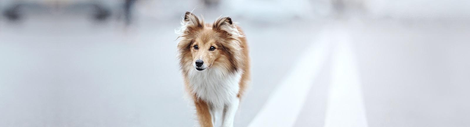 thomasville-veterinary-hospital-banner-3 thomasville-veterinary-hospital-banner-3