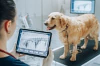 Diagnostic Imaging for Your Dog or Cat Diagnostic Imaging for Your Dog or Cat