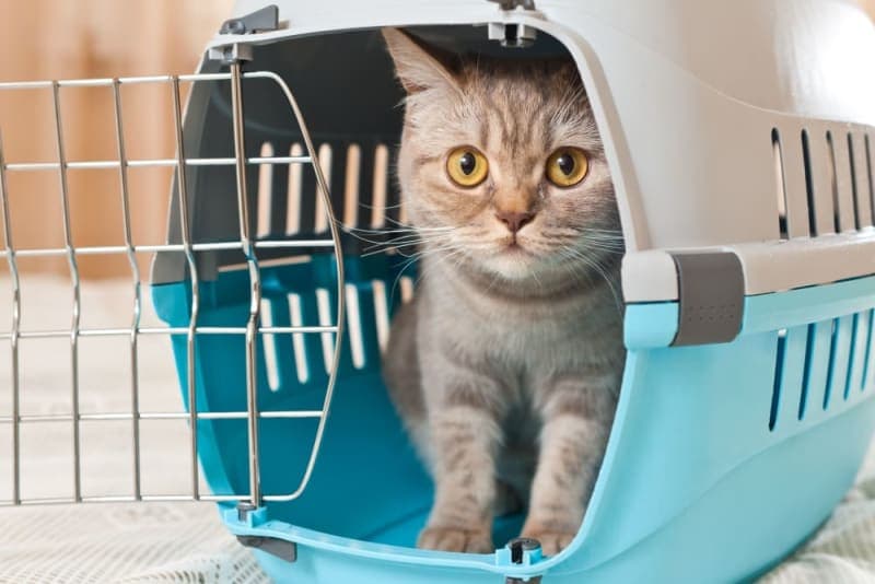 How often do you take a cat to the vet? How often do you take a cat to the vet?