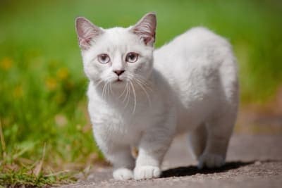 The 15 Cutest Cat Breeds You Will Love The 15 Cutest Cat Breeds You Will Love