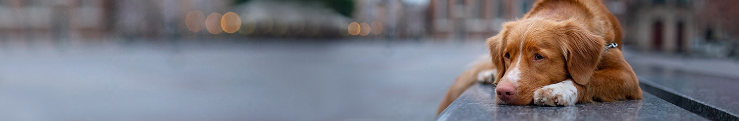 thomasville-veterinary-hospital-banner-3 thomasville-veterinary-hospital-banner-3