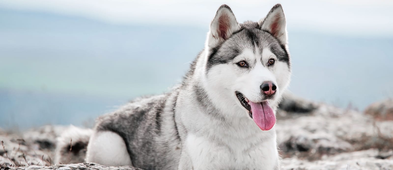 Laguna Hills Animal Hospital Hero Image Laguna Hills Animal Hospital Hero Image