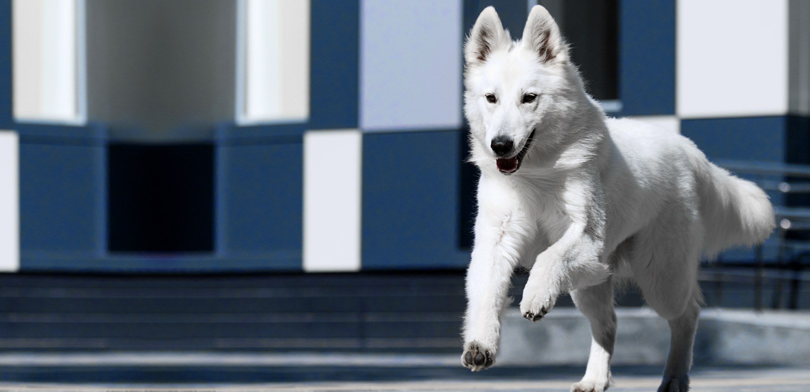 Brookhaven Animal Hospital Hero Image Brookhaven Animal Hospital Hero Image