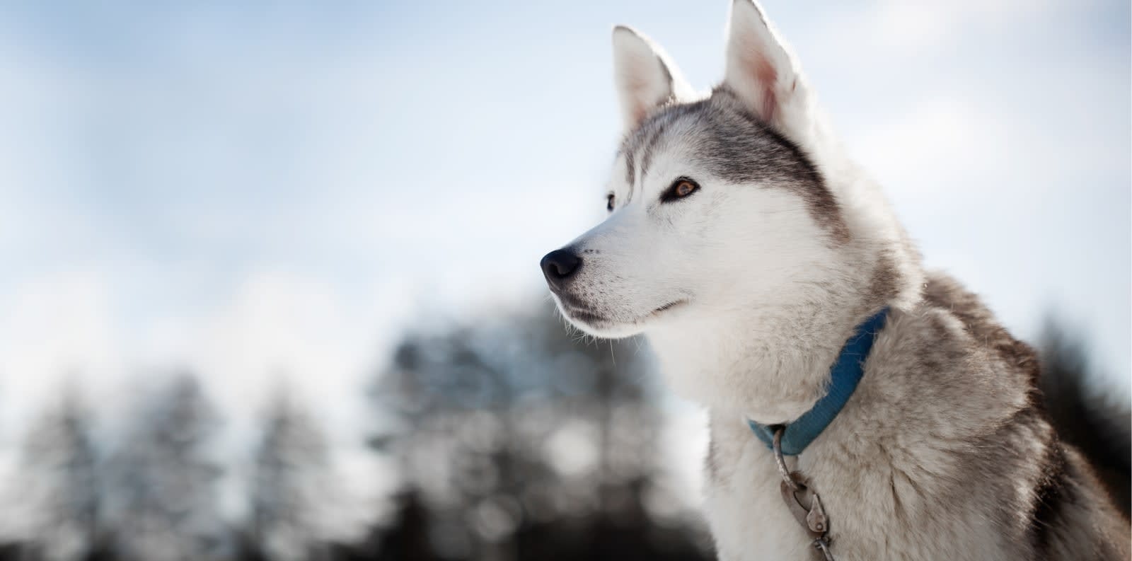 The Beacon Veterinary Associates Hero Image The Beacon Veterinary Associates Hero Image