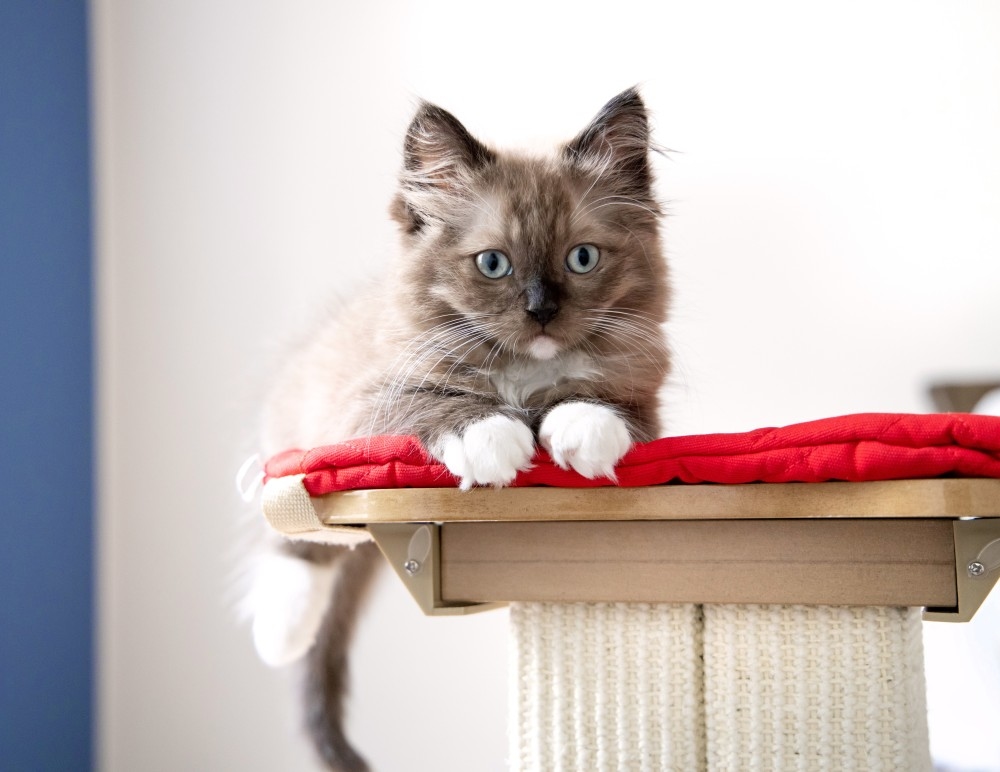 American Pet Hospital Hero Image American Pet Hospital Hero Image