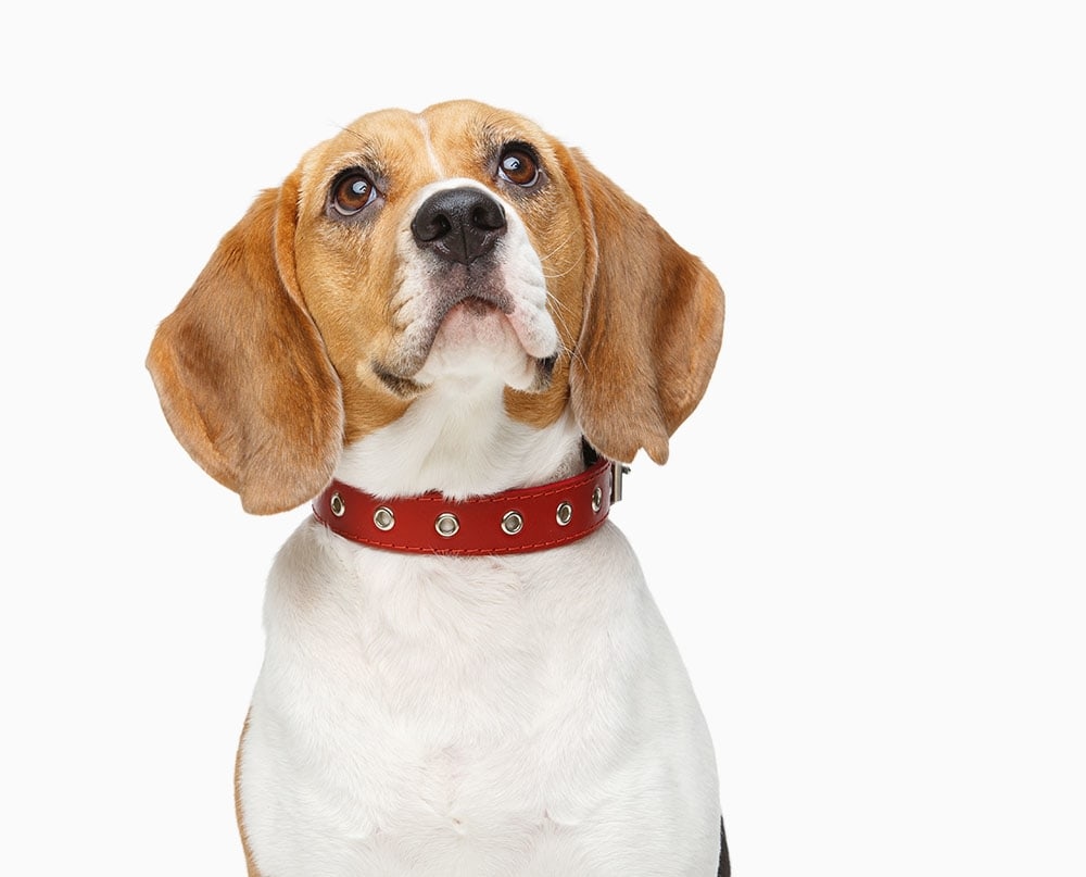 North Tollway Pet Hospital Hero Image North Tollway Pet Hospital Hero Image