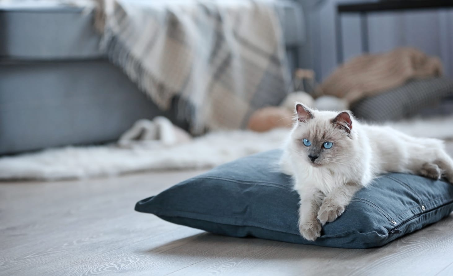 Bullard Animal Hospital Hero Image Bullard Animal Hospital Hero Image