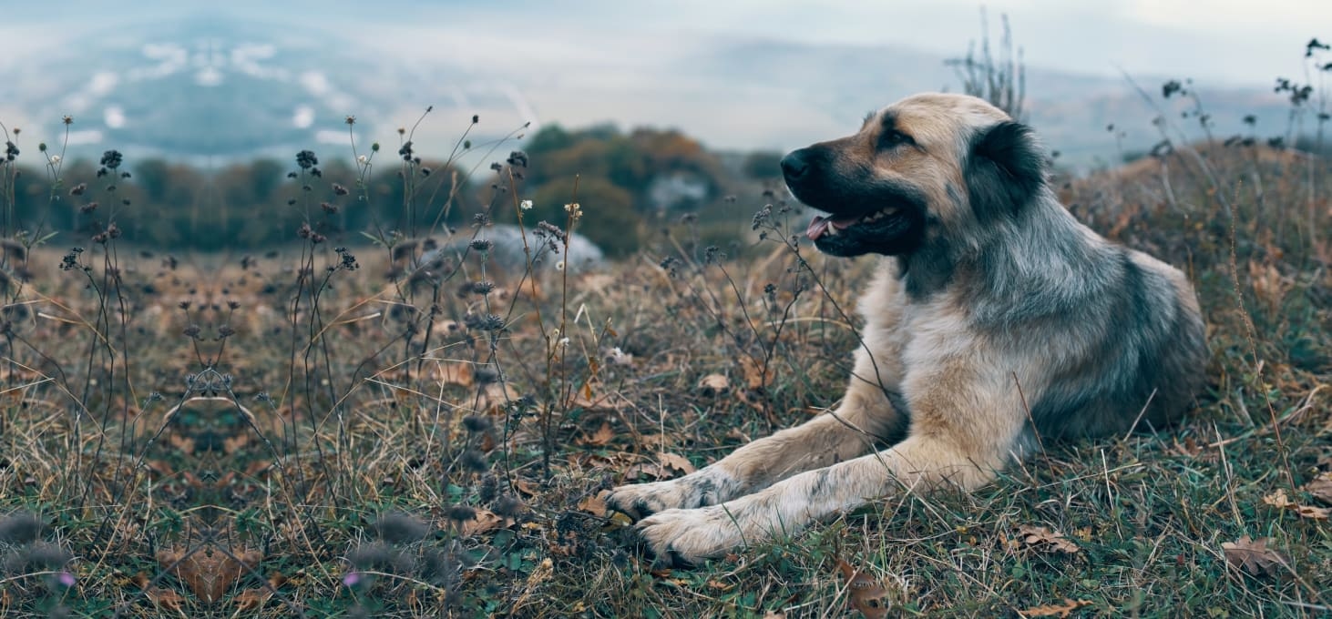 Rancho Village Veterinary Hospital Hero Image Rancho Village Veterinary Hospital Hero Image
