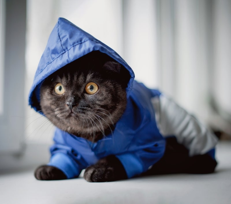 Welcome to American Pet Clinic in Ceres! Hero Image Welcome to American Pet Clinic in Ceres! Hero Image