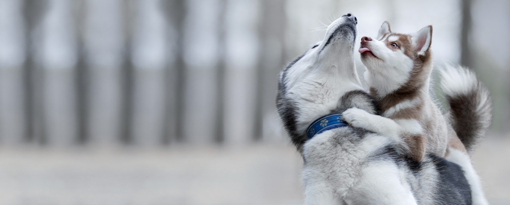 Stine Veterinary Hospital Hero Image Stine Veterinary Hospital Hero Image