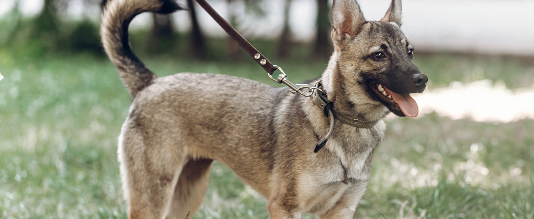 Mahopac Animal Hospital Hero Image Mahopac Animal Hospital Hero Image