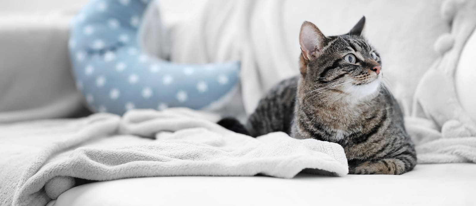 Pet Vet Battlewood Hero Image Pet Vet Battlewood Hero Image