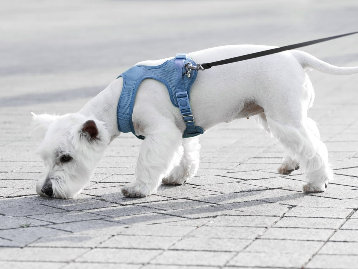 Echo Park Veterinary Hospital Hero Image Echo Park Veterinary Hospital Hero Image