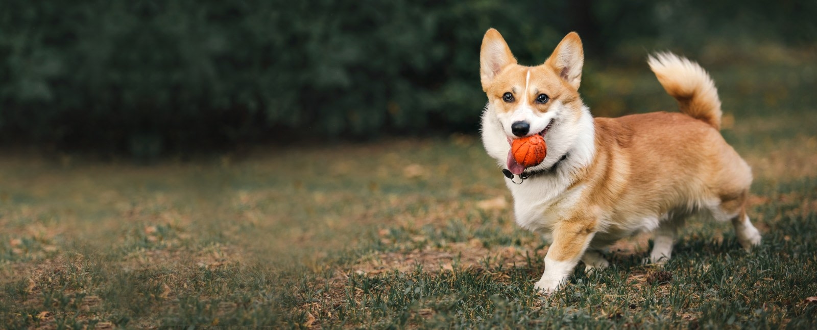 Deer Park Animal Hospital Hero Image Deer Park Animal Hospital Hero Image