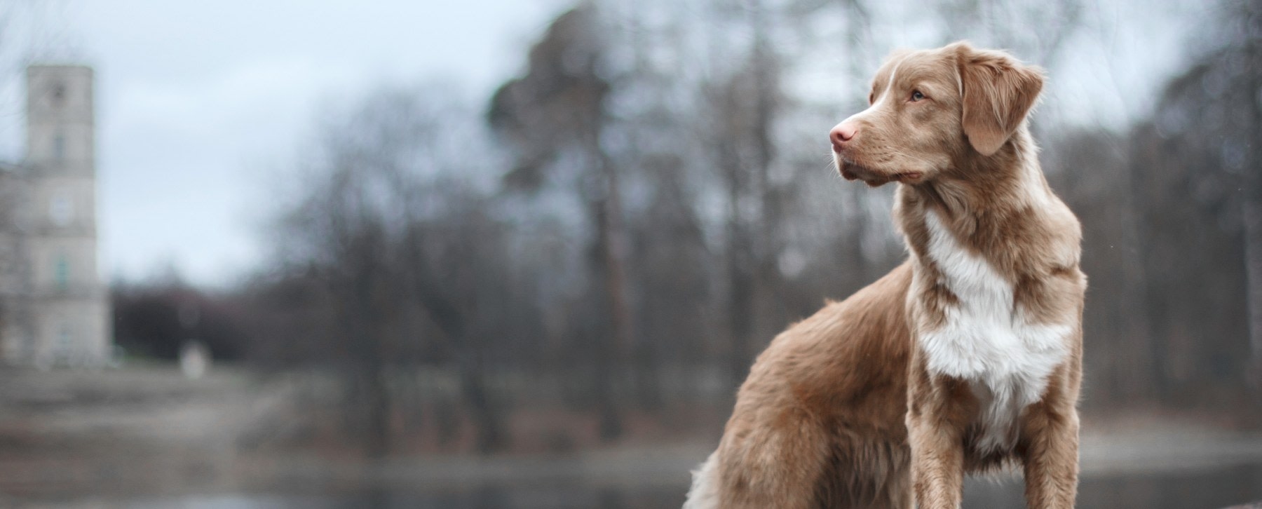 The Pet Hospital (Parkway) Hero Image The Pet Hospital (Parkway) Hero Image