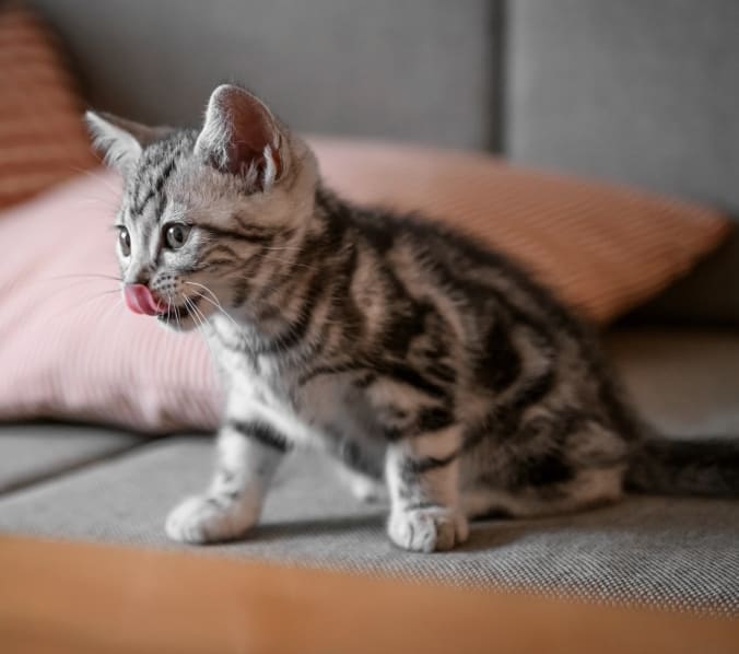 Southwind Animal Hospital Hero Image Southwind Animal Hospital Hero Image