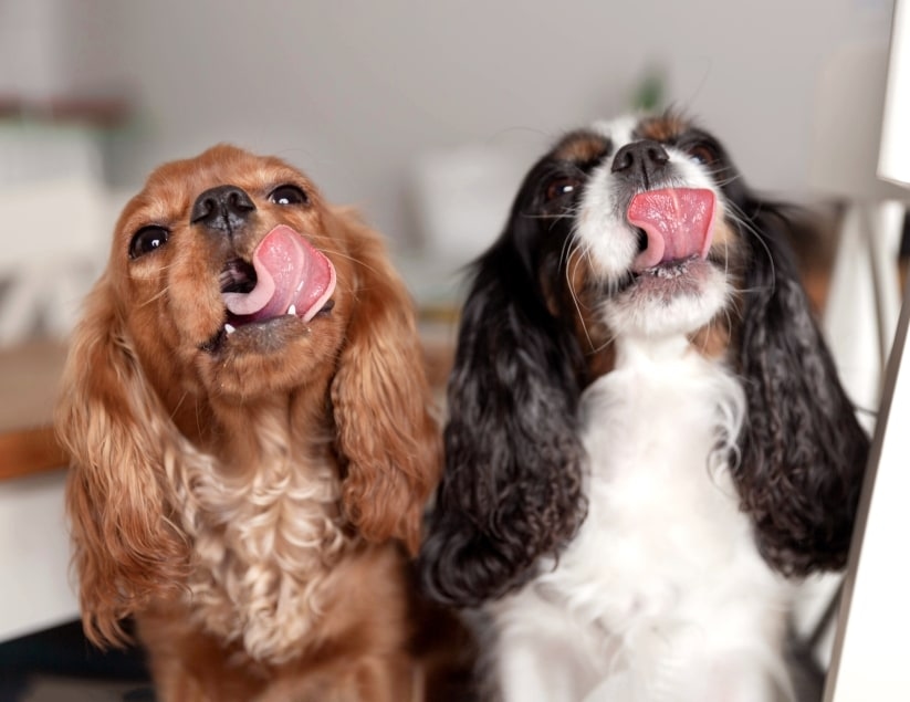 All Care Pet Clinic Hero Image All Care Pet Clinic Hero Image